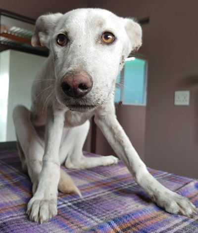 Beware the parvovirus 