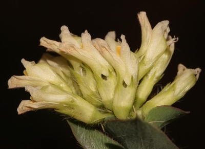 2 plants of supposedly extinct species found