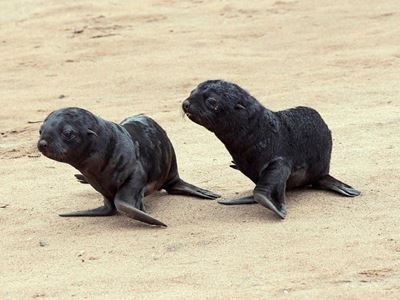 Seal pups found on Mossel Bay's beaches