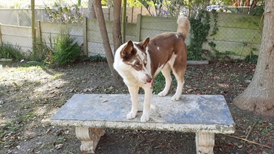 Help find missing husky