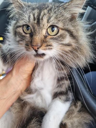 Over 1 000 cats neutered in one year