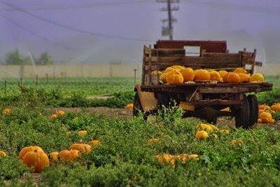 Carbon tax ‘bad news for farmers’
