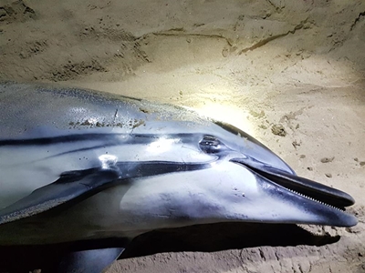 Uncommon dolphin strands at Dias Beach