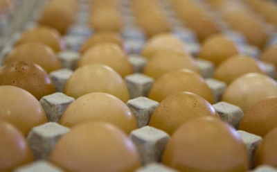 Egg imports continuing despite the local market’s recovery