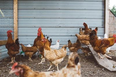 Avian flu detected on George farm