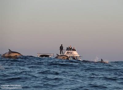 Best place for shark cage diving in Cape Town