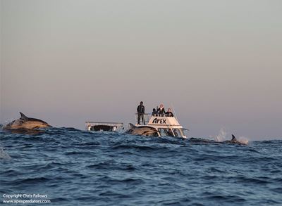 Best place for shark cage diving in Cape Town