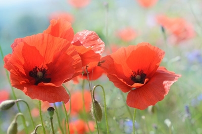 Remembrance Day parade this Sunday