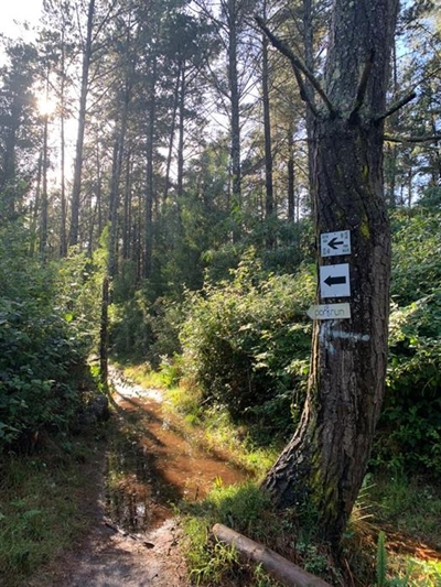 Saws, cutters and rope for forest clean-up