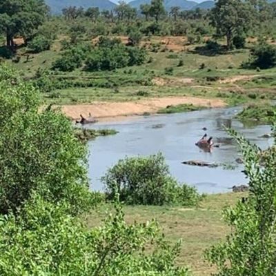 ‘Mysterious’ death of pod of hippos in Kruger Park being investigated