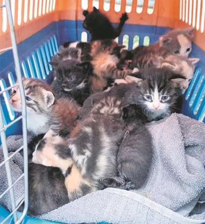 The importance of spaying your precious cat