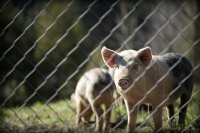 Government confirms new African swine fever outbreak on Gauteng farm