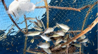 Overfishing, Conservation, Sustainability, and Farmed Fish