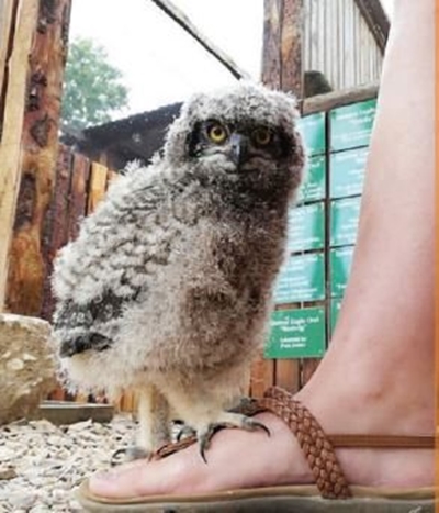 All about our birds of prey