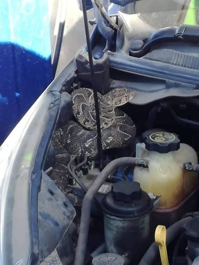 Snakes, in your car?