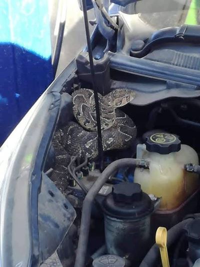 Snakes, in your car?