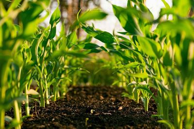 Why agriculture needs a new generation of STEM talent and how to get it