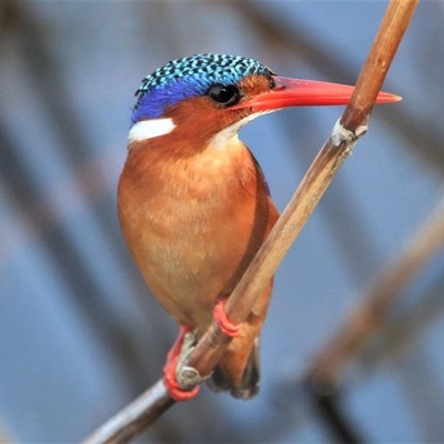 Malachite kingfisher a beauty