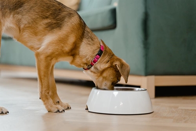 Why free-feeding dogs is not a good idea