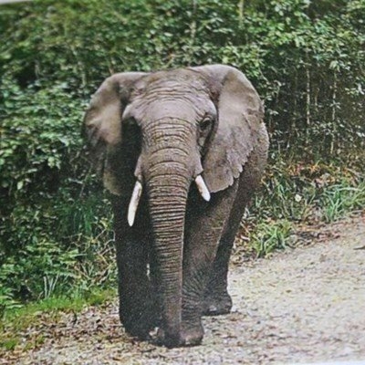 Knysna’s elusive elephant shows herself again