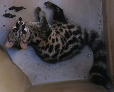 Wild animal comes to Heiderand home, 'seeking warmth'