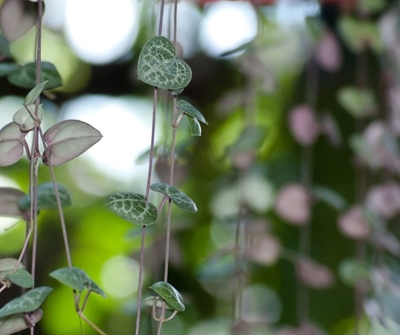 In need of a unique Valentine’s Day gift? Try these 5 heart shaped houseplants