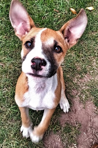 Oscar, the playful pup, is looking for a loving home