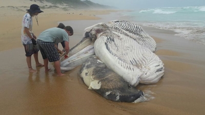Whale carcass washed out on beach