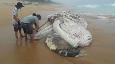 Whale carcass washed out on beach