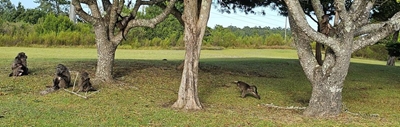 Co-existing with baboons: how to make life easier