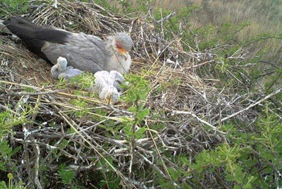 Report secretary birds’ nests to help with project
