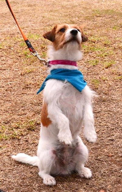 Fun for furry friends