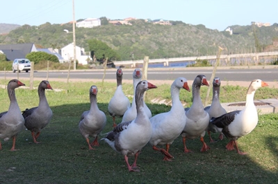 Meeting held about geese