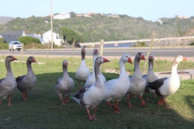 Meeting held about geese