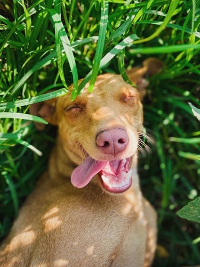 SPCA Bark in the Park postponed