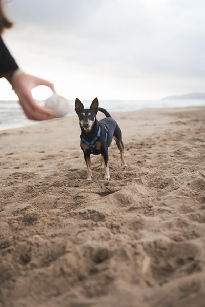 Beaches: To bark or not to bark