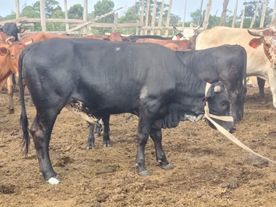 Lucky bull saved by GRSPCA