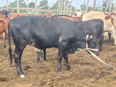 Lucky bull saved by GRSPCA
