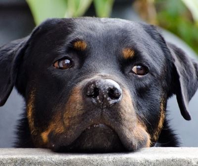 SPCA to hold AGM