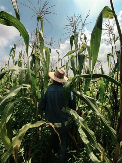 R2 million to help agricultural sector suppress pest affecting export crops