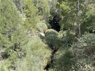 Low rainfall and aliens slow Karatara River down