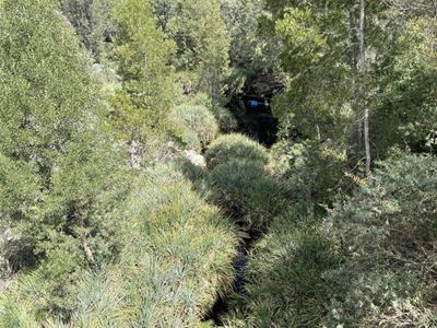 Low rainfall and aliens slow Karatara River down