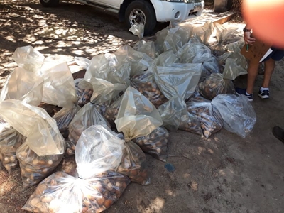 Massive abalone bust in Cape