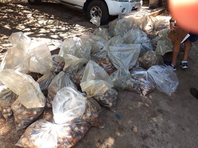Massive abalone bust in Cape