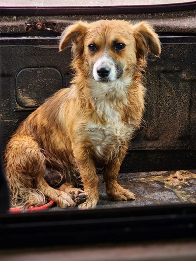 Team effort brings dog to safety 