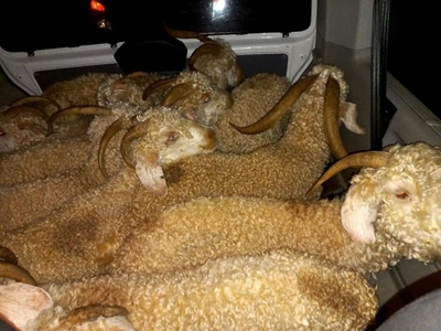 Gesteelde Angora-bokke gevind