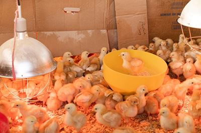 Avian influenza detected in Western Cape