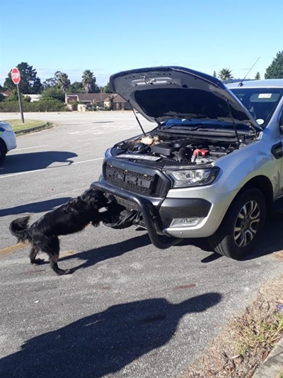 Hond snuffel R5 miljoen se tik uit bakkie