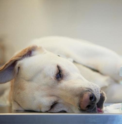 Dogs, cats poisoned in Heiderand