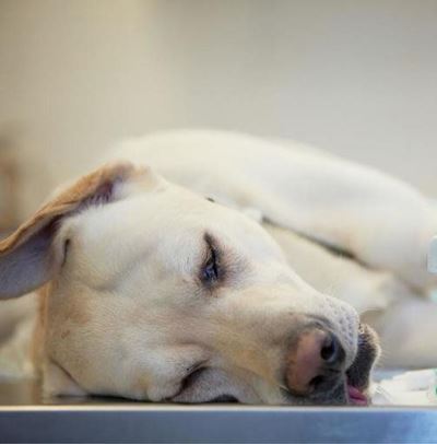 Dogs, cats poisoned in Heiderand